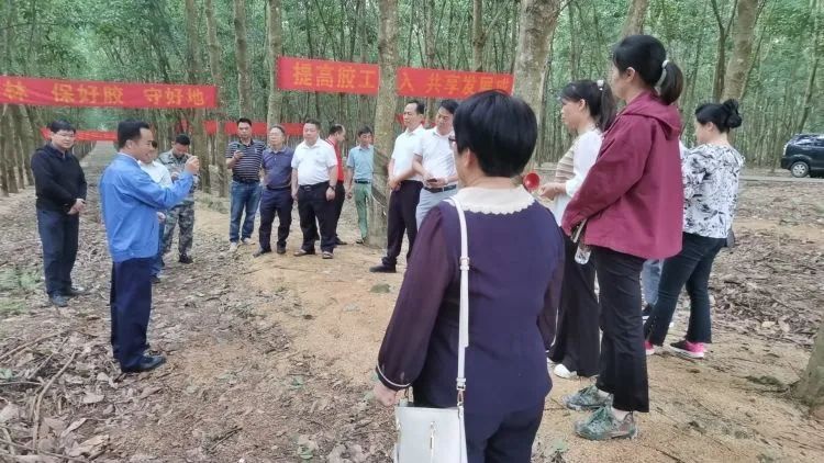 全國(guó)割膠冠軍張健給各單位學(xué)員做標(biāo)準(zhǔn)化膠園建設(shè)及割膠技術(shù)的經(jīng)驗(yàn)介紹。.jpg
